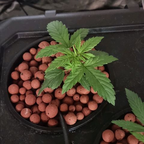 Widow Foxx #3 growlog timeline photo