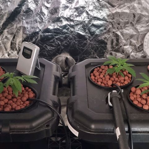 Widow Foxx #3 growlog timeline photo