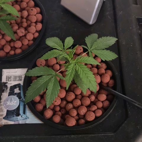 Widow Foxx #2 growlog timeline photo