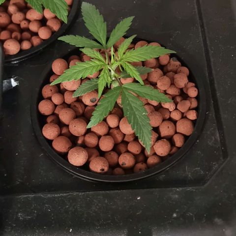 Widow Foxx #4 growlog timeline photo