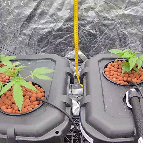Widow Foxx #3 growlog timeline photo