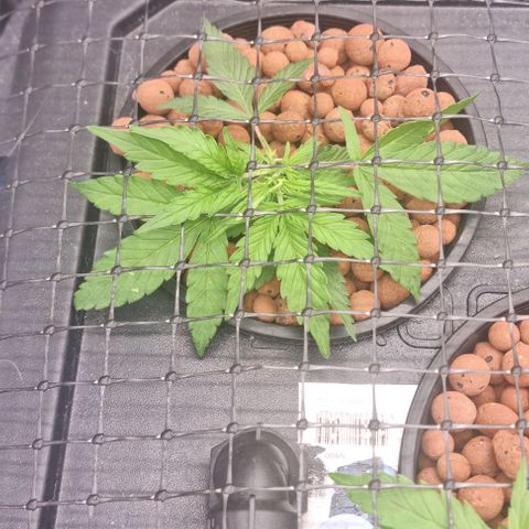 Widow Foxx #1 growlog timeline photo