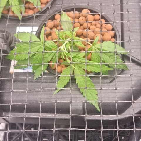 Widow Foxx #2 growlog timeline photo