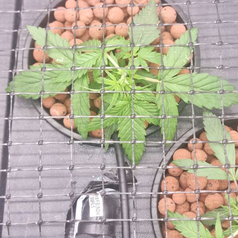 Widow Foxx #3 growlog timeline photo