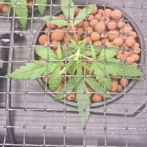 Widow Foxx #4 growlog timeline photo