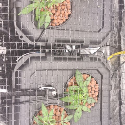 Widow Foxx #3 growlog timeline photo