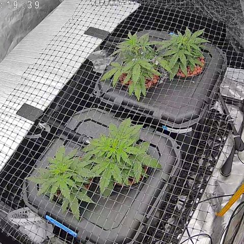 Widow Foxx #3 growlog timeline photo
