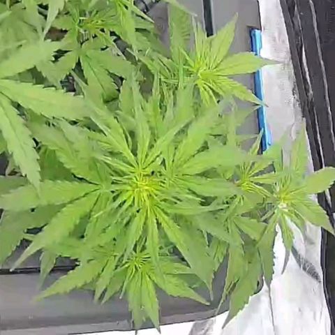 Widow Foxx #1 growlog timeline photo