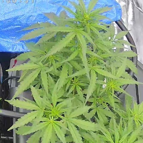 Widow Foxx #2 growlog timeline photo