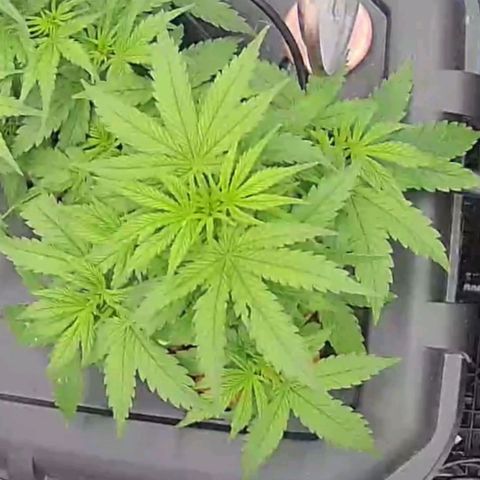 Widow Foxx #3 growlog timeline photo