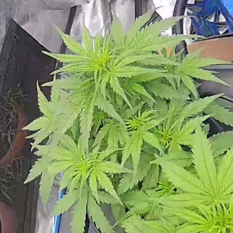 Widow Foxx #4 growlog timeline photo