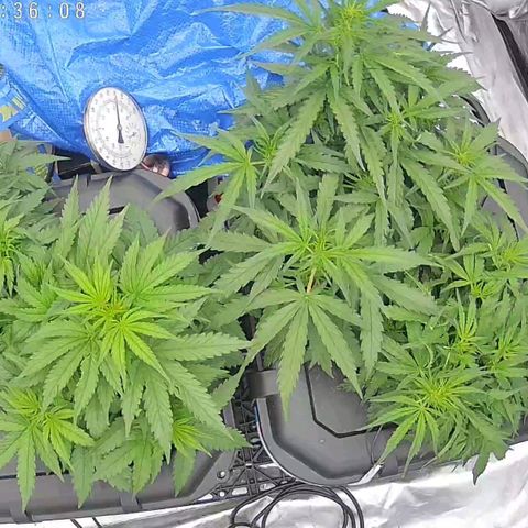 Widow Foxx #3 growlog timeline photo