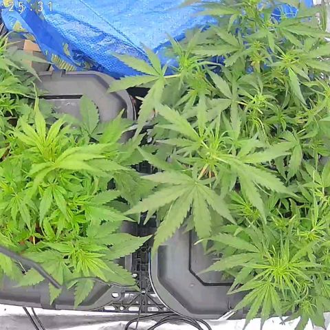 Widow Foxx #3 growlog timeline photo