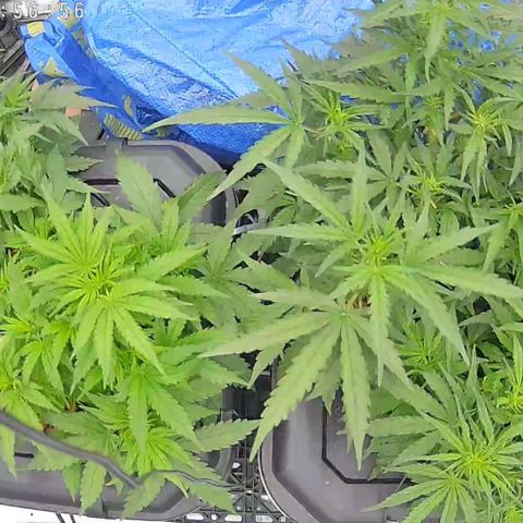 Widow Foxx #3 growlog photo: 18hrs post defoliation 