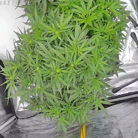 Widow Foxx #3 growlog photo: After defoliation