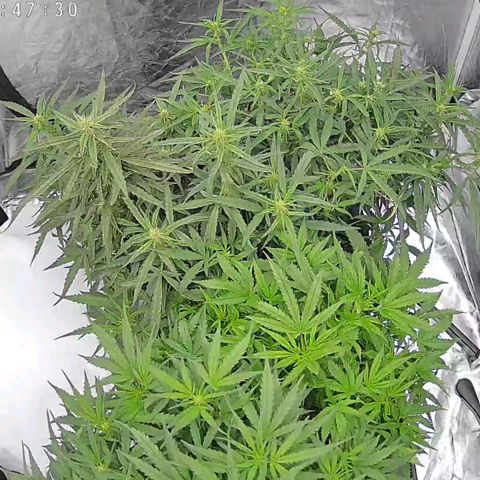 Widow Foxx #3 growlog photo: After defoliation