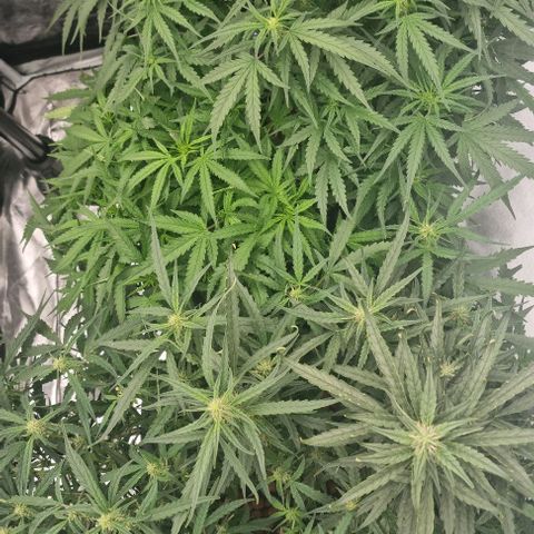 Widow Foxx #3 growlog timeline photo