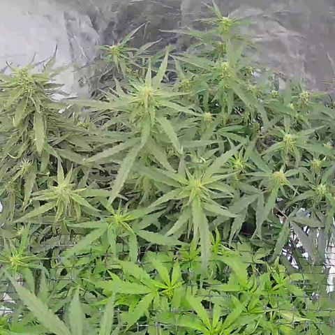 Widow Foxx #3 growlog timeline photo