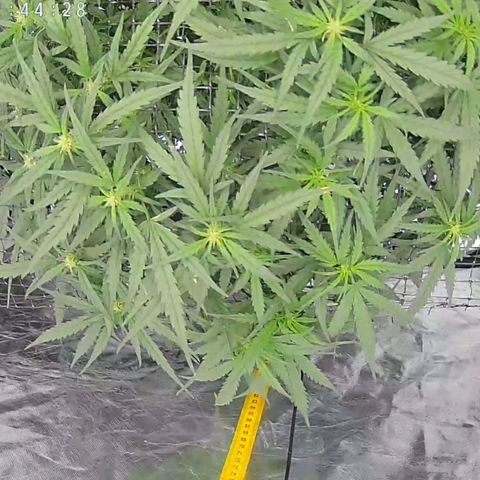Widow Foxx #3 growlog timeline photo