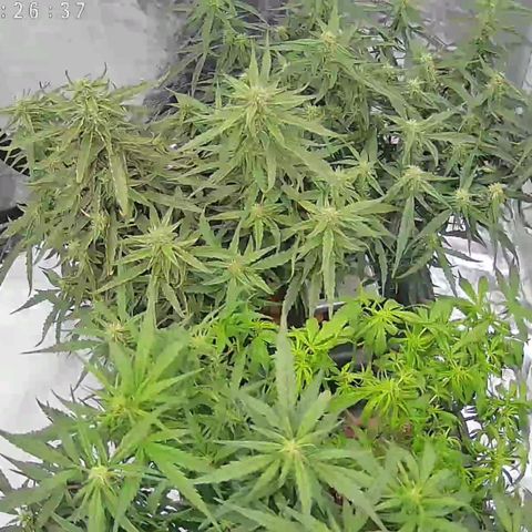 Widow Foxx #3 growlog timeline photo
