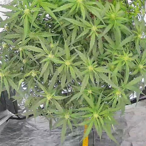 Widow Foxx #3 growlog timeline photo
