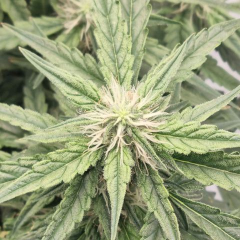 Widow Foxx #3 growlog timeline photo