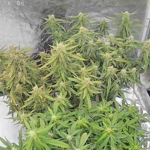 Widow Foxx #3 growlog timeline photo