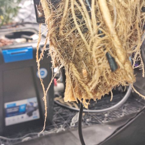 Widow Foxx #3 growlog timeline photo