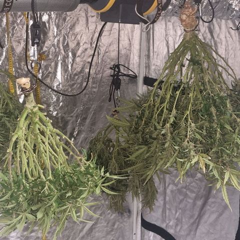 Widow Foxx #3 growlog timeline photo
