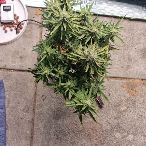 Widow Foxx #3 growlog timeline photo