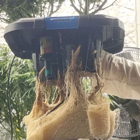 Widow Foxx #3 growlog timeline photo