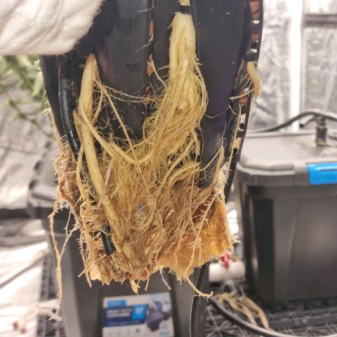 Widow Foxx #3 growlog timeline photo