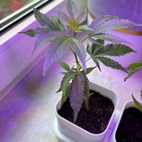 Super Lemon Haze growlog timeline photo