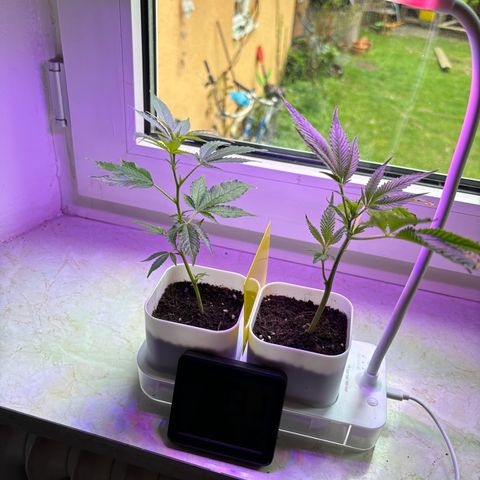 Super Lemon Haze growlog timeline photo