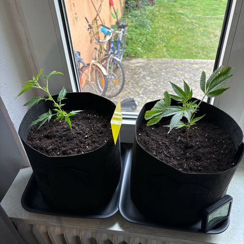 Wappa growlog timeline photo