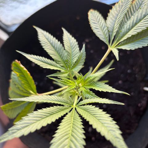Wappa growlog timeline photo