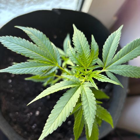 Super Lemon Haze growlog timeline photo