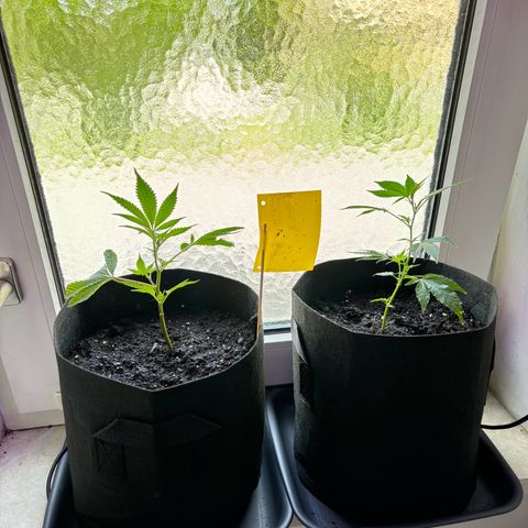 Super Lemon Haze growlog timeline photo