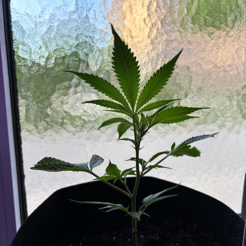 Wappa growlog timeline photo
