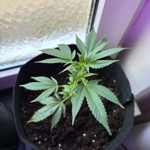 Super Lemon Haze growlog timeline photo
