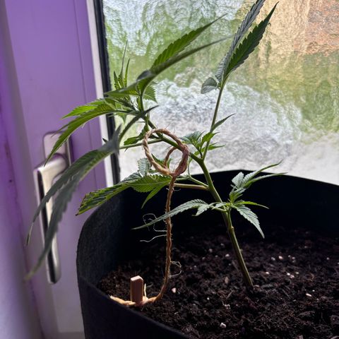 Wappa growlog timeline photo