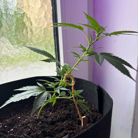 Super Lemon Haze growlog timeline photo