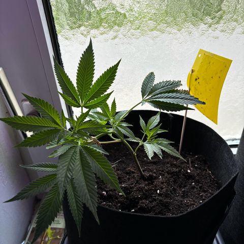 Wappa growlog timeline photo