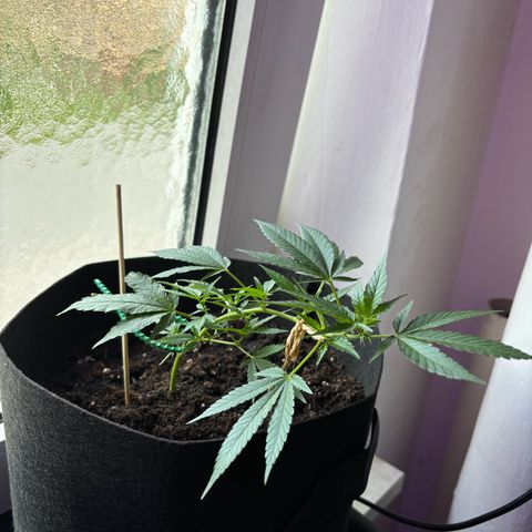 Super Lemon Haze growlog timeline photo