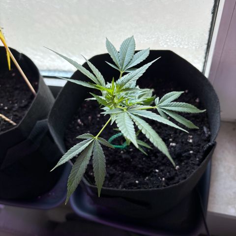 Super Lemon Haze growlog timeline photo