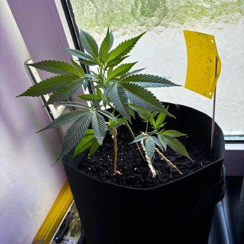 Wappa growlog timeline photo