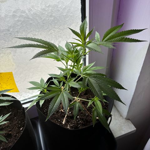 Wappa growlog timeline photo