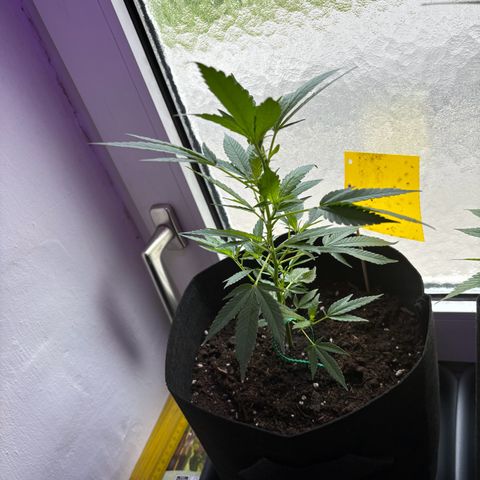 Super Lemon Haze growlog timeline photo