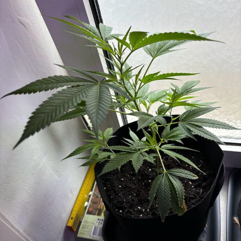 Wappa growlog timeline photo