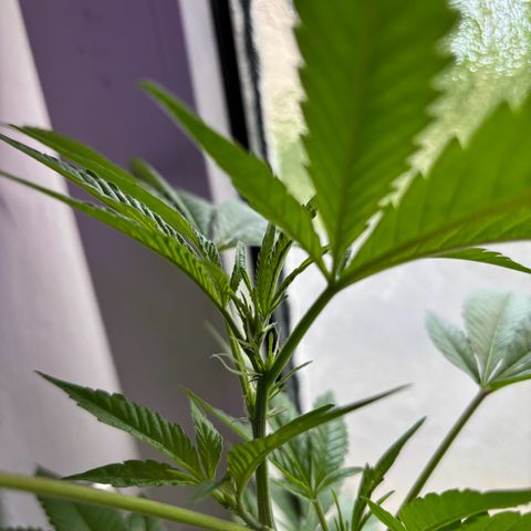 Wappa growlog timeline photo